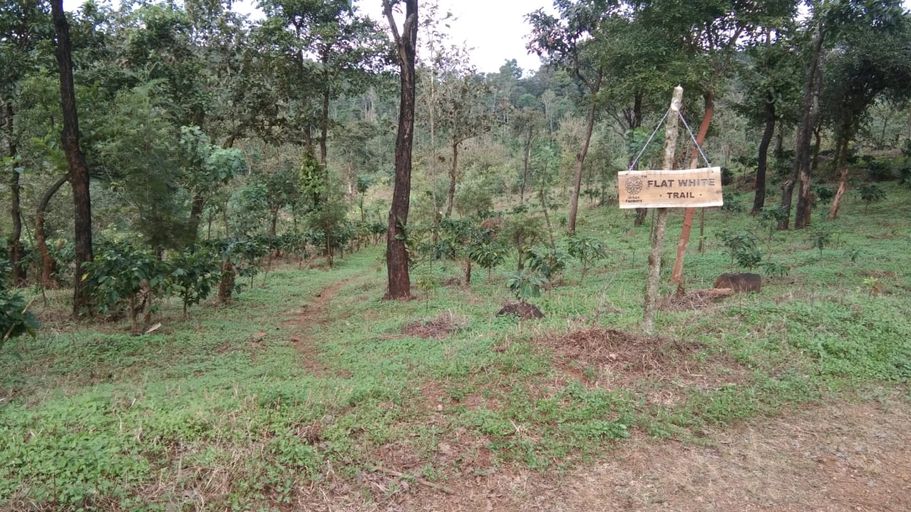 flat white trail