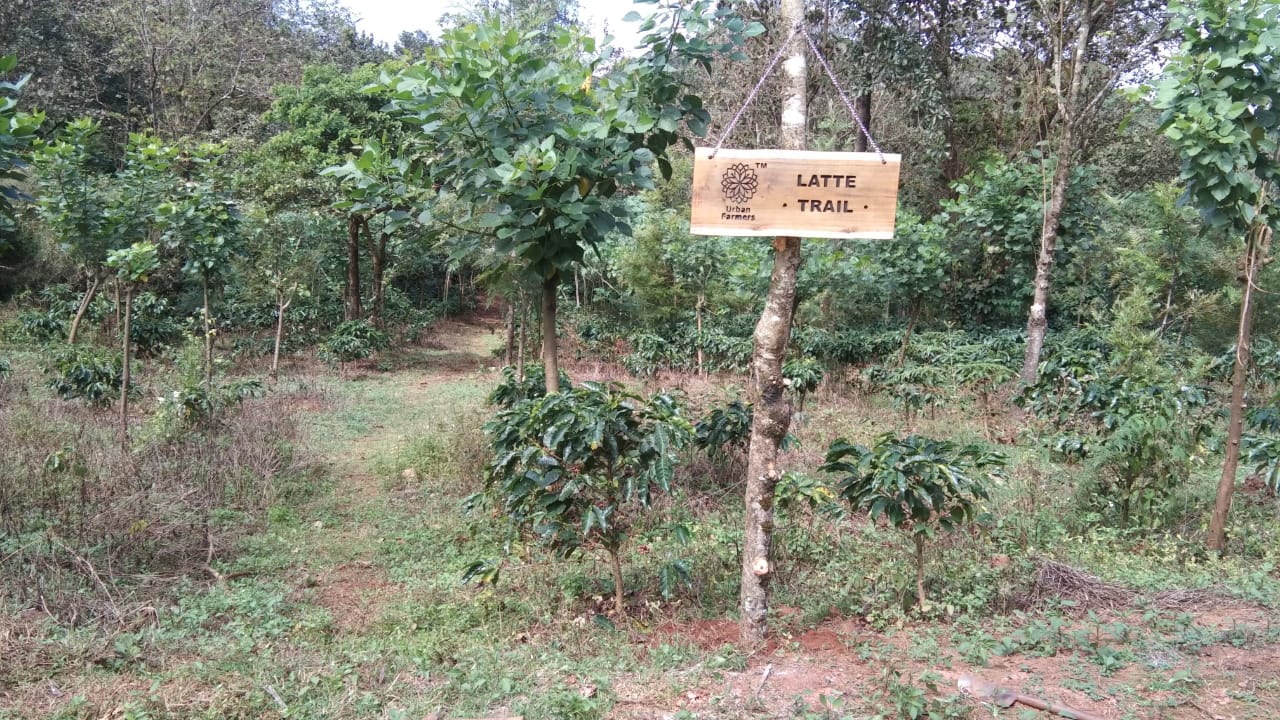 latte trail